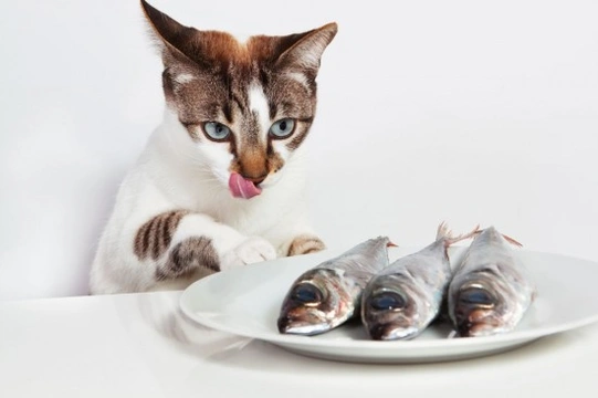 Dangerous Food For Your Cat