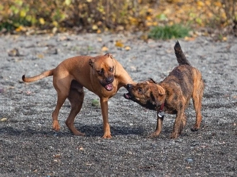 Managing and curbing a dog that bullies other dogs
