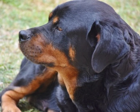 Rottweiler taglia gigante: peso massimo, dove trovarli e prezzi