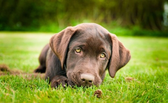 Five common mistakes to avoid with your new puppy