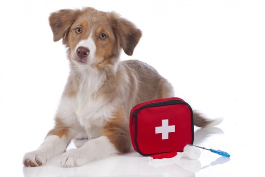 First-Aid Kits for Dogs - Must Have Items