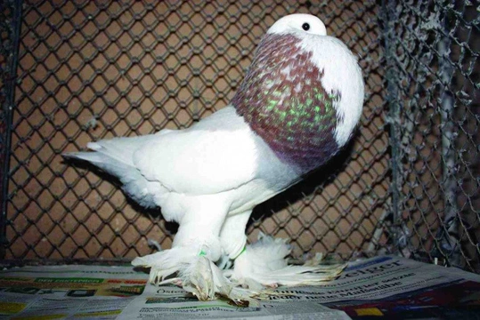 Nejznámější holubi 19 Gentský voláč