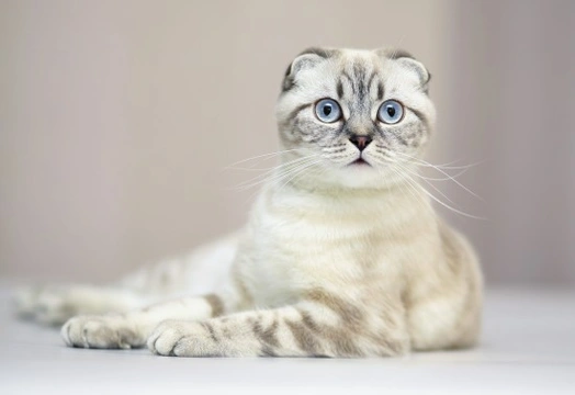 Osteodystrophy a Congenital Health Issue that Affects Scottish Folds