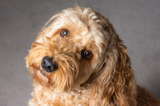 Cockapoo store non shedding