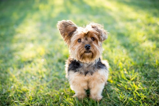 Yorkshire hot sale terrier anxiety