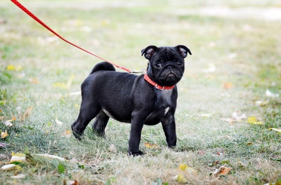 Starting your puppy off on the right foot - How to make sure they don’t pull on the lead