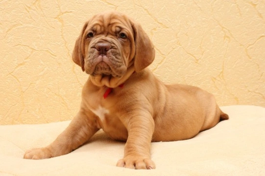 Is a Dogue de Bordeaux the right dog for you?
