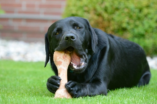 The Damage Bones can Cause to Dogs