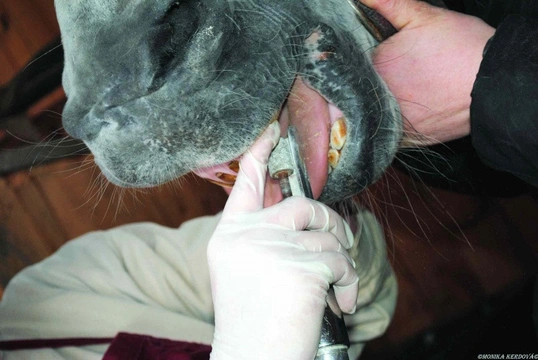 Jak a proč dopřát koním péči o zuby