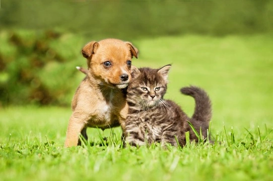 What is Vaccine Associated Adverse Event in Cats and Dogs?