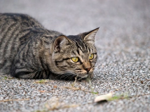 Can you control your cat’s hunting behaviour?
