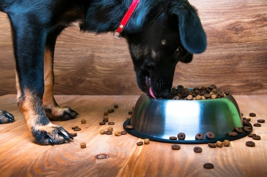 Five feeding tips to keep your young dog at a healthy weight for life