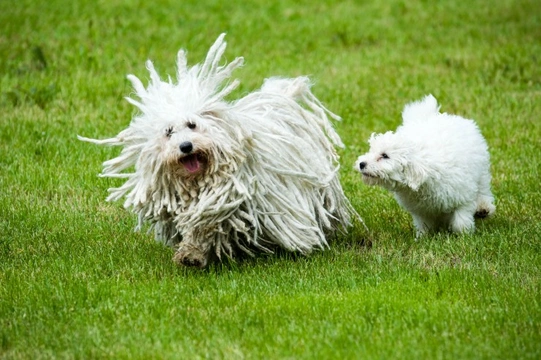 White hungarian puli store puppies for sale