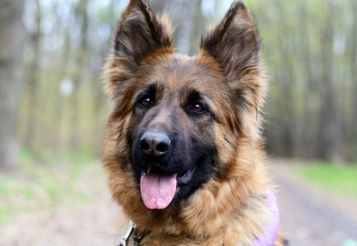 Focal Spinal Muscular Atrophy in German Shepherds