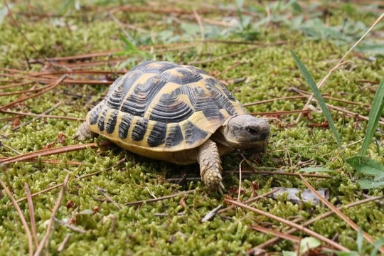 Cuidados de las tortugas terrestres durante su hibernación