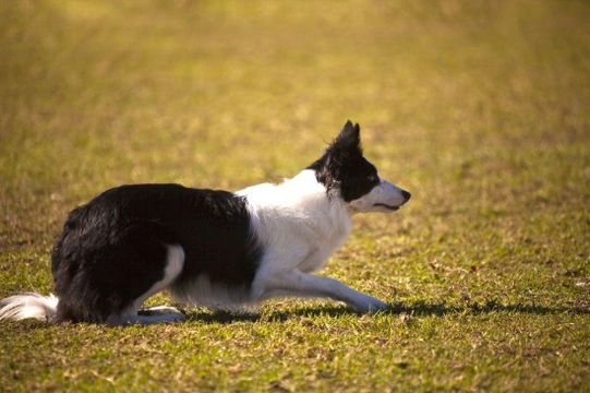 Dogs that stalk other dogs