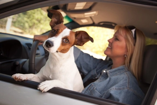 Dog owners: Are you in breach of rule 57 of The Highway Code?