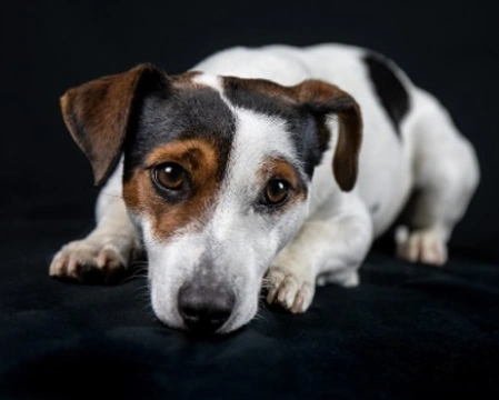 Jack Russell Terrier: Dove trovarlo in Italia Prezzi e Info