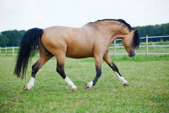 Maintaining Paddocks Equals Healthier Horse