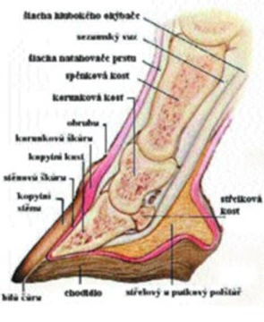 Bez kopyt není koně: 1. díl - Stavba a růst kopyt
