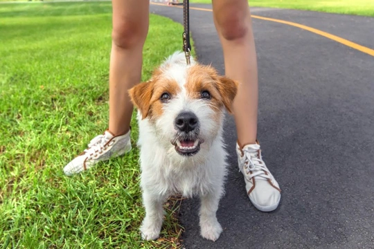 Can a small dog breed make for a good running or jogging partner?