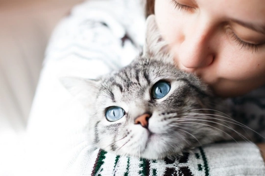 PDSA Wellbeing of Cats survey report 2019 raises important concerns about responsible cat ownership