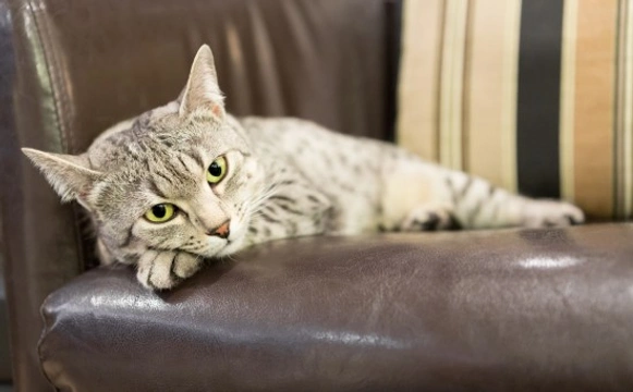 Do You Know What Stresses Cats Out the Most?