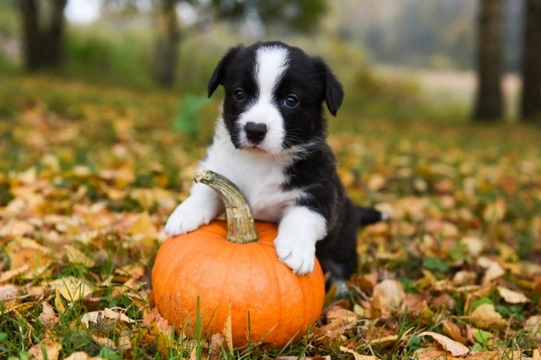 Five things you should bear in mind at Halloween if you own a dog