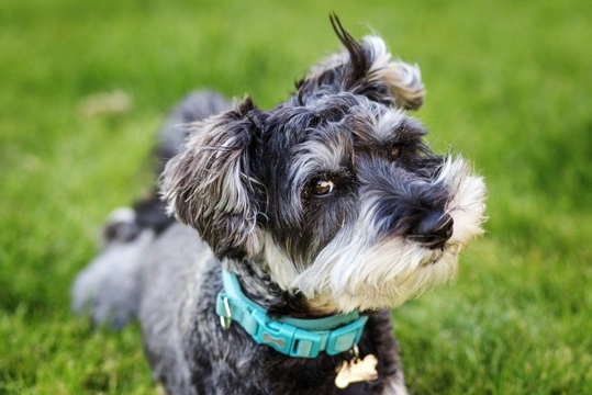 Small dogs rising in popularity and demand for large breeds in decline, says Kennel Club