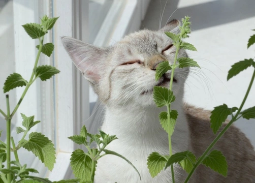 Why Some Cats React So Strangely to Catnip and Others Don't