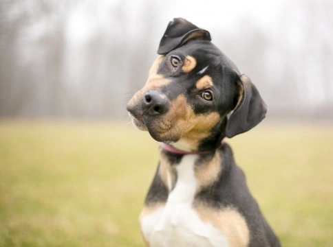 What is a dog breed? How do you understand the term, and what does it really mean?
