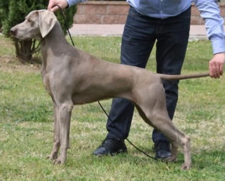 Foto Weimaraner