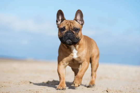 How much to clearance feed french bulldog puppy