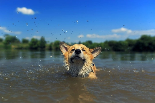 Five environmental risks to be aware of if you want to let your dog swim in summer