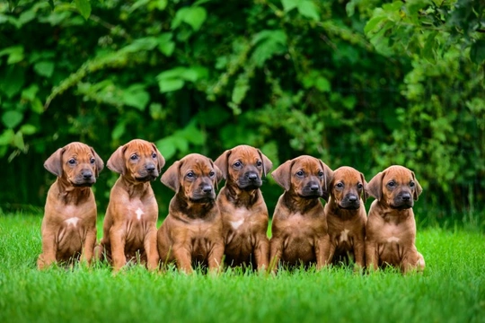 Is the largest puppy in a litter usually the most dominant one?