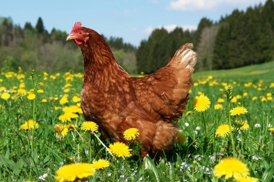 The Best Poultry Beginner's Breeds - Laying Chickens
