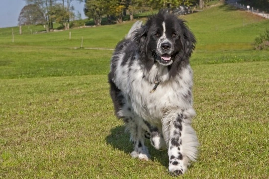 Teaching an Old Dog New Tricks Helps Them Stay Healthy