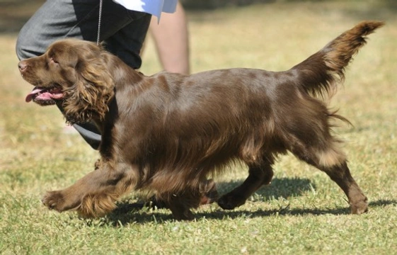 Sussex Spaniel health and longevity