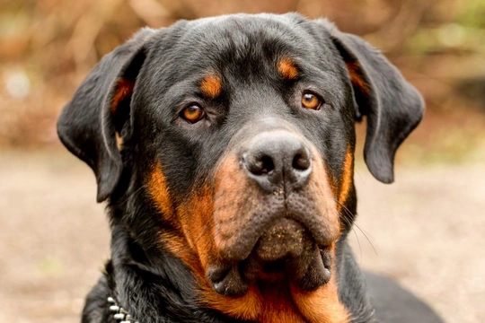 Recognising the symptoms of cancer in Rottweilers