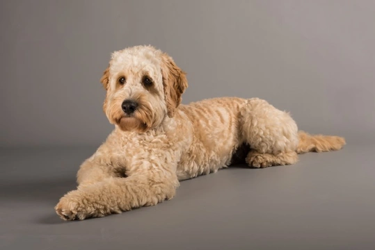 Cocker Spaniel or Cockapoo: Which is Right for You