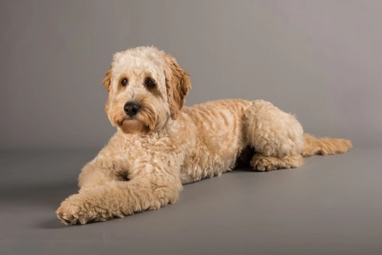 Spaniel cockapoo hot sale