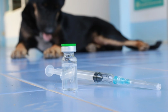 Základní vakcinace psů - co, proč a kdy (ne)očkovat, první část