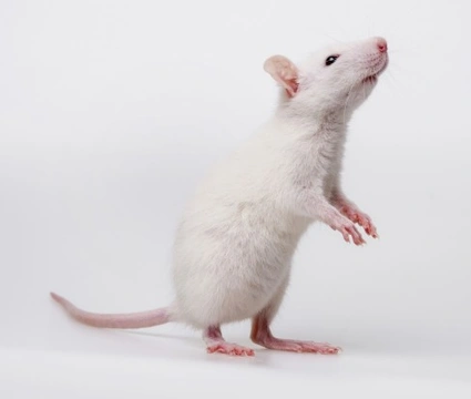 10 Reasons Why You Should Own a Pet Rat