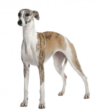 3 Dog Breeds Often Confused with Similar Looking Breeds