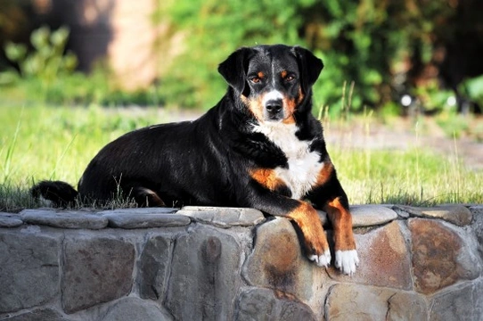 An introduction to the four Sennenhund dog breeds