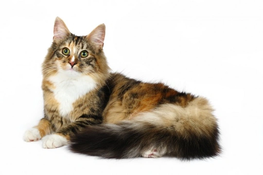 Norwegian Forest Cat Health Issues