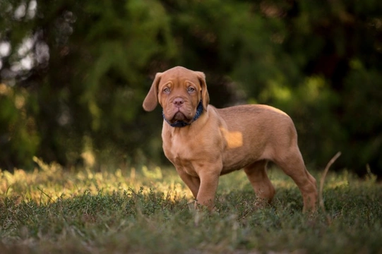 Ten things you need to know about the Dogue de Bordeaux before you buy one