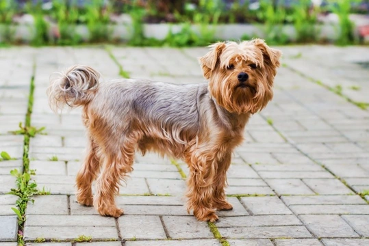 Yorkshire terrier hot sale size