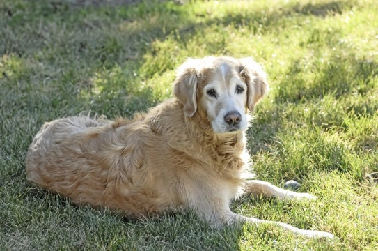 How to care for an older dog whose hindquarters are failing