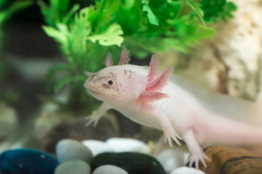 Axolotl. Axolotl Care, Tanks, Habitat, Diet, Buying, Life Span